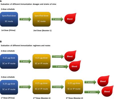 Frontiers | A Mouse Immunogenicity Model for the Evaluation of